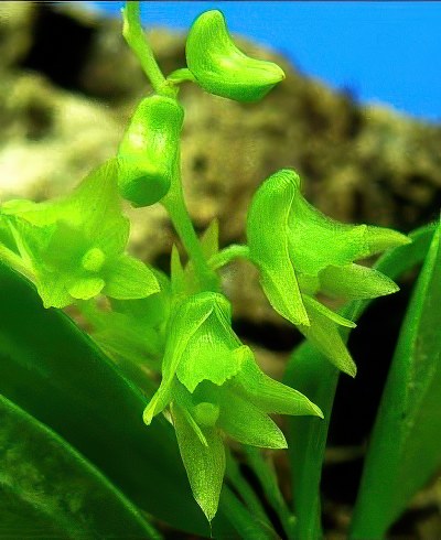 Dendrobium kanburiense