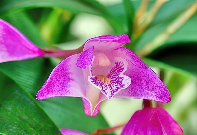 Dendrobium kingianum