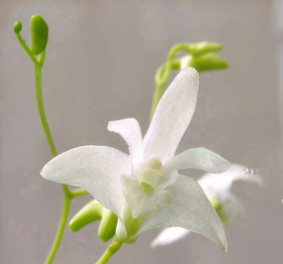 Dendrobium kingianum album