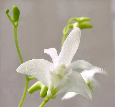 Dendrobium kingianum album