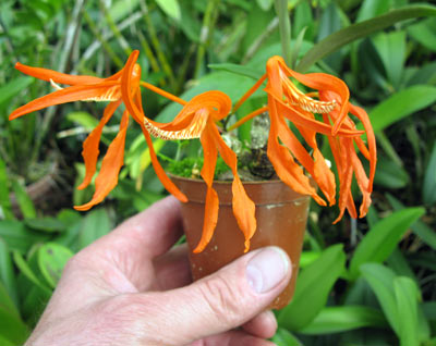 Dendrobium lamyaiae