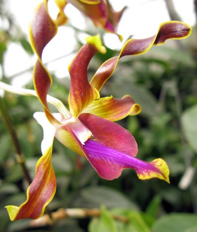 Dendrobium lasianthera