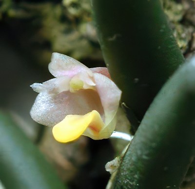 Dendrobium lichenastrum