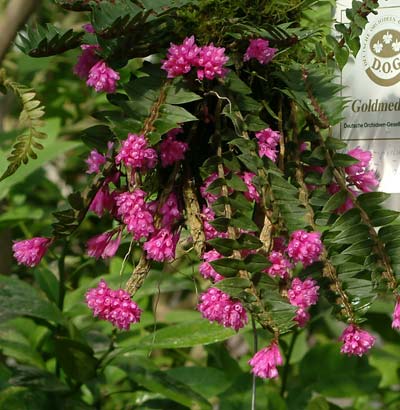 Dendrobium limpidum