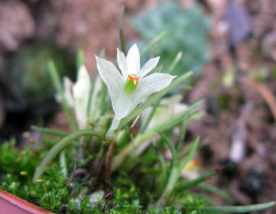 Dendrobium masarangense