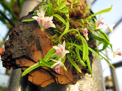 Dendrobium microbulbon