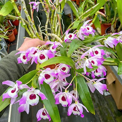 Dendrobium nobile