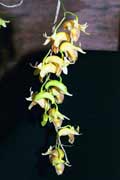 Dendrobium nudum