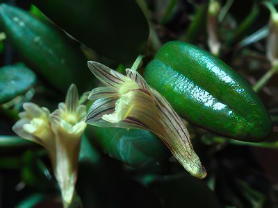 Dendrobium pachyphyllum