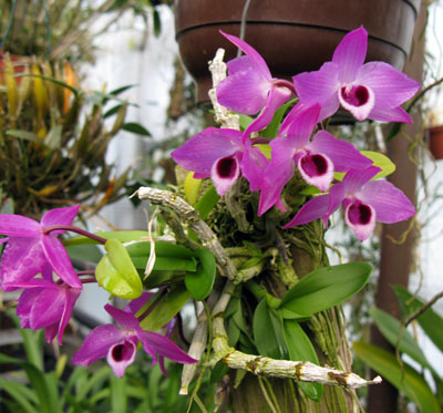 Dendrobium parishii