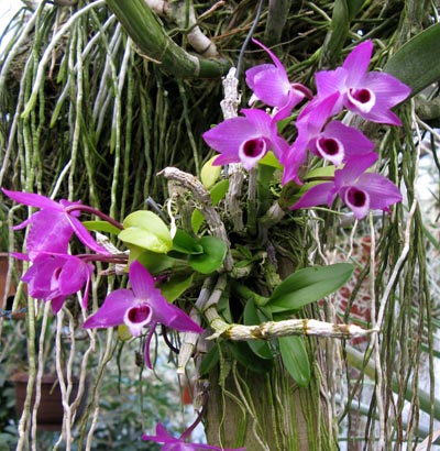 Dendrobium parishii