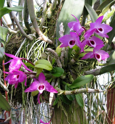 Dendrobium parishii