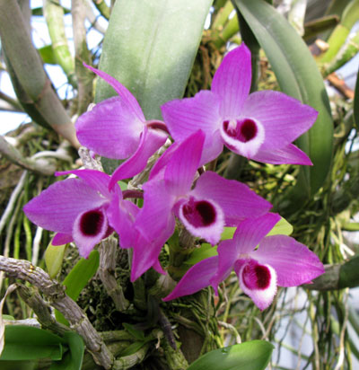 Dendrobium parishii