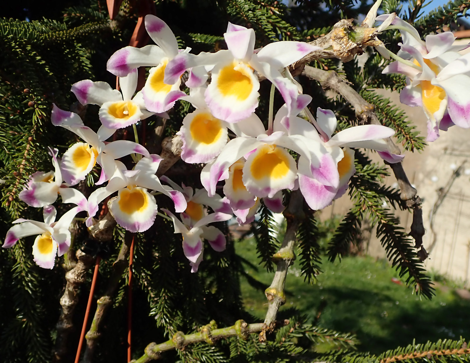 Dendrobium pendulum