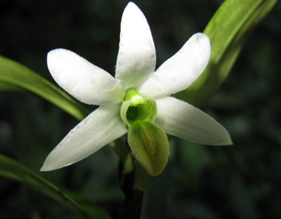 Dendrobium scabrilingue