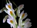 Dendrobium secundum alba