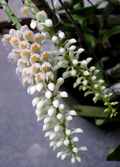 Dendrobium secundum alba