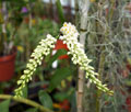 Dendrobium secundum alba