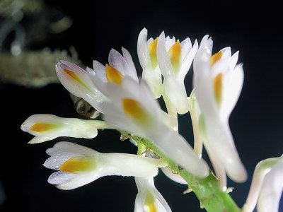 Dendrobium secundum alba