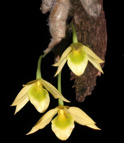 Dendrobium senile