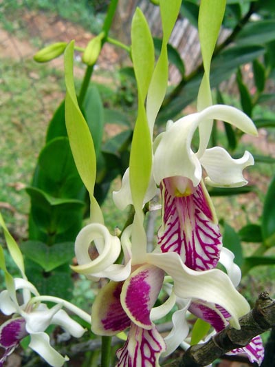 Dendrobium stratiotes