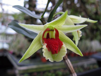 Dendrobium suzukii