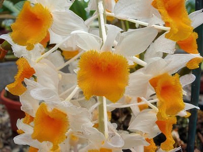 Dendrobium thyrsiflorum