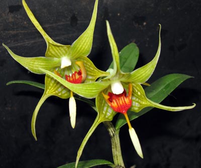 Dendrobium tobaense