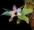 Dendrobium trantuanii