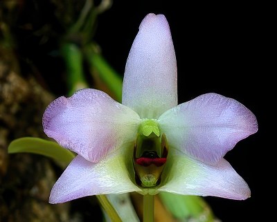 Dendrobium trantuanii