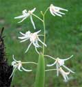 Dendrobium wassellii