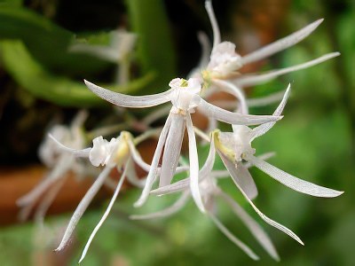 Dendrobium wassellii