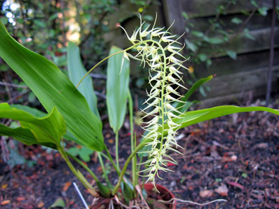 Dendrochilum arachnitis