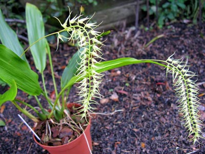 Dendrochilum arachnitis