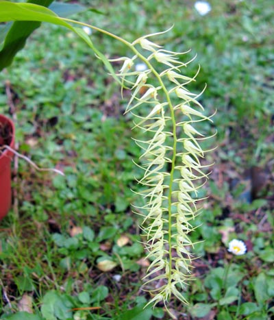 Dendrochilum arachnitis