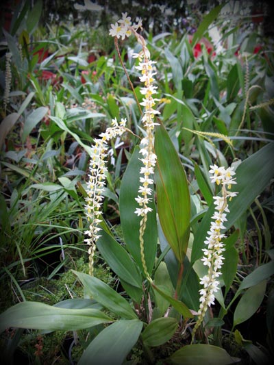 Dendrochilum cobbianum