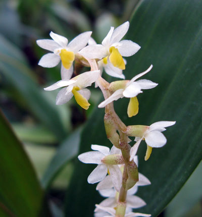 Dendrochilum cobbianum