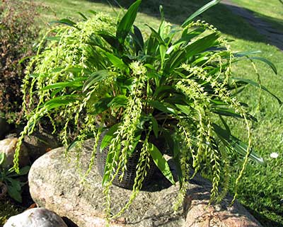 Dendrochilum compactum