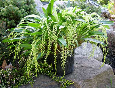 Dendrochilum compactum