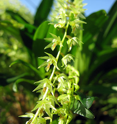 Dendrochilum compactum