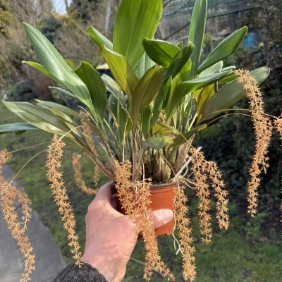 Dendrochilum convallariiforme