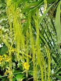 Dendrochilum filiforme