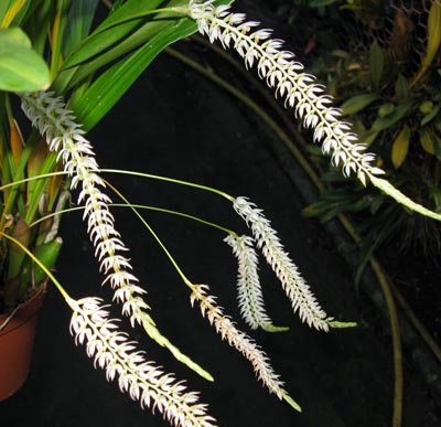 Dendrochilum glumaceum