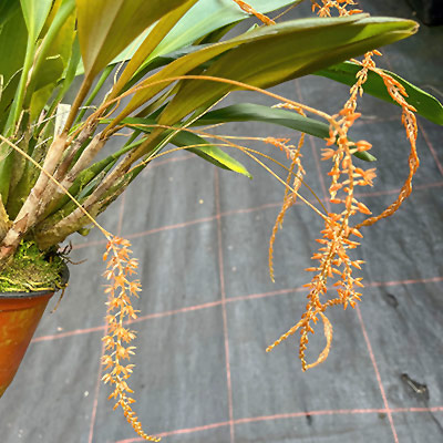 Dendrochilum graciliscapum