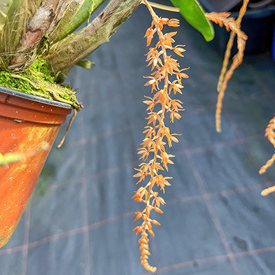 Dendrochilum graciliscapum