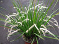 Dendrochilum infractum