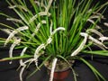 Dendrochilum infractum