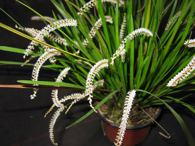 Dendrochilum infractum