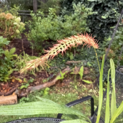 Dendrochilum kopfii