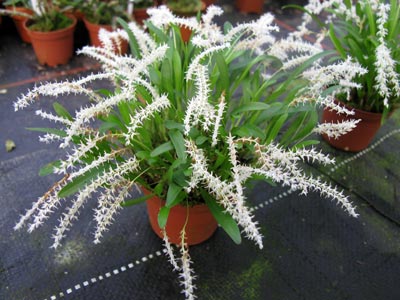 Dendrochilum parvulum
